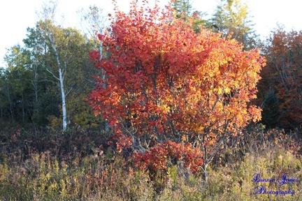 Autumn