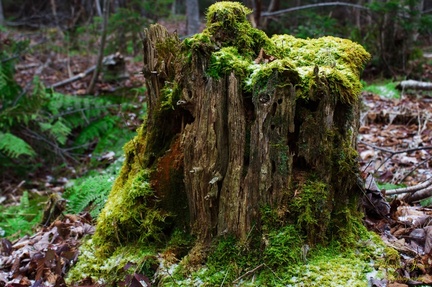 Mossy Stump
