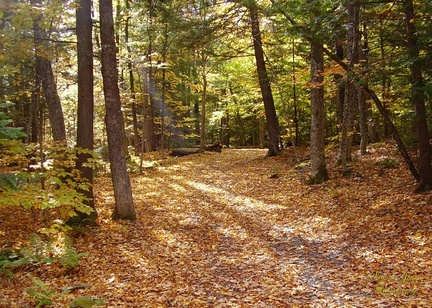 Sunlight Through Trees