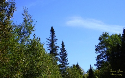 Treetops In Central New Brunswick