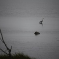 Heron In the Fog