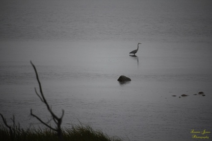 Heron In the Fog
