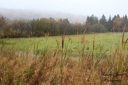 Coxheath Mist