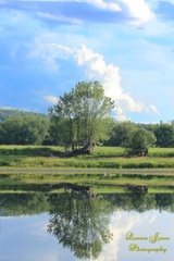 Tree On Eqpahak Island