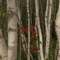 Maple Leaves among the Birches