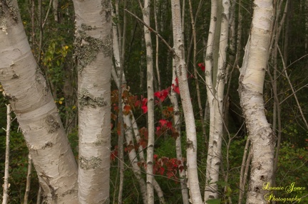 Maple Leaves among the Birches