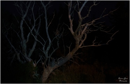 LIGHT TREE