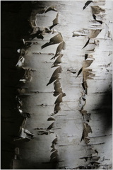 AFTERNOON BIRCH 