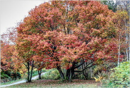 A Stroll Through The Park
