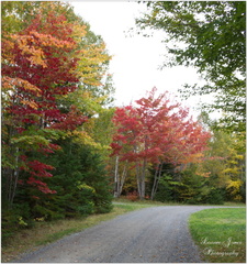 Autumn Hues, Mira Provincial Park