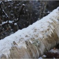 SNOWY BIRCH