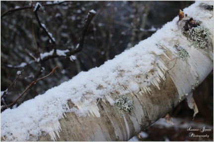 SNOWY BIRCH