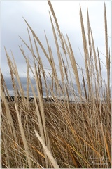 THROUGH THE TALL GRASSES
