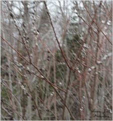WILLOW'S LAMENT