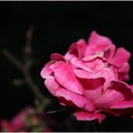 EVENING ROSE 