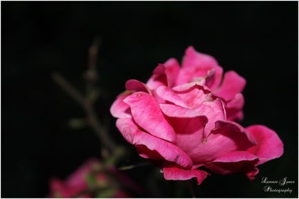 EVENING ROSE