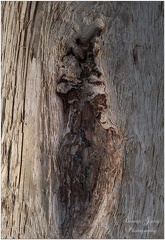 GASHWOOD