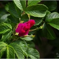 ROSEBUD