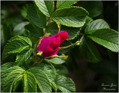 ROSEBUD