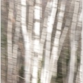 BIRCH TREES ICM