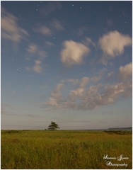 SANDBAR TREE 